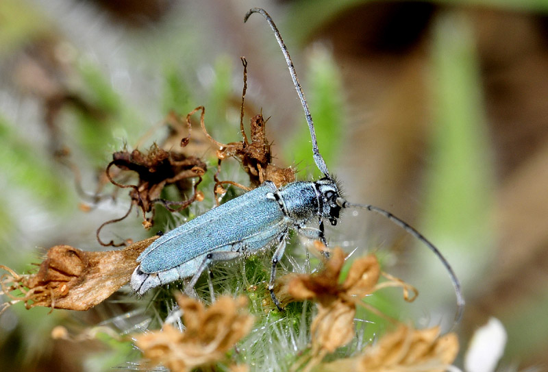 Cerambidae dalla Grecia 5:  Phytoecia coerulescens